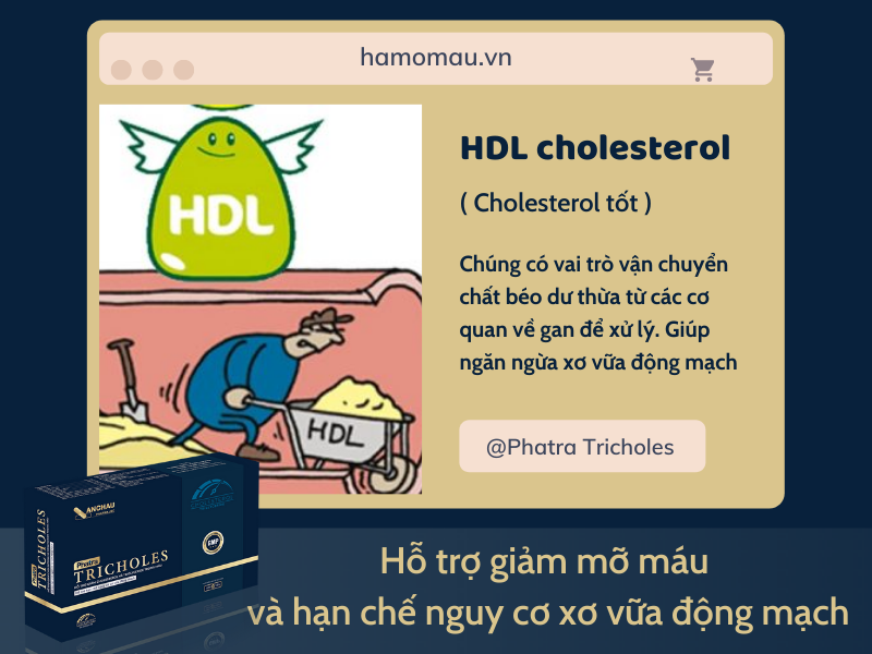chỉ số mỡ máu HDL cao bao nhiêu thì phải dùng thuốc